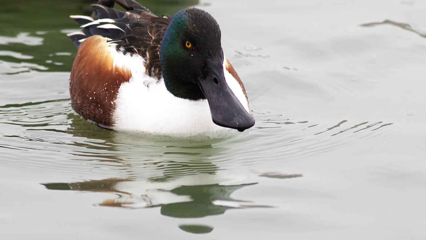 Northern Shoveler